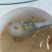 葛根粉