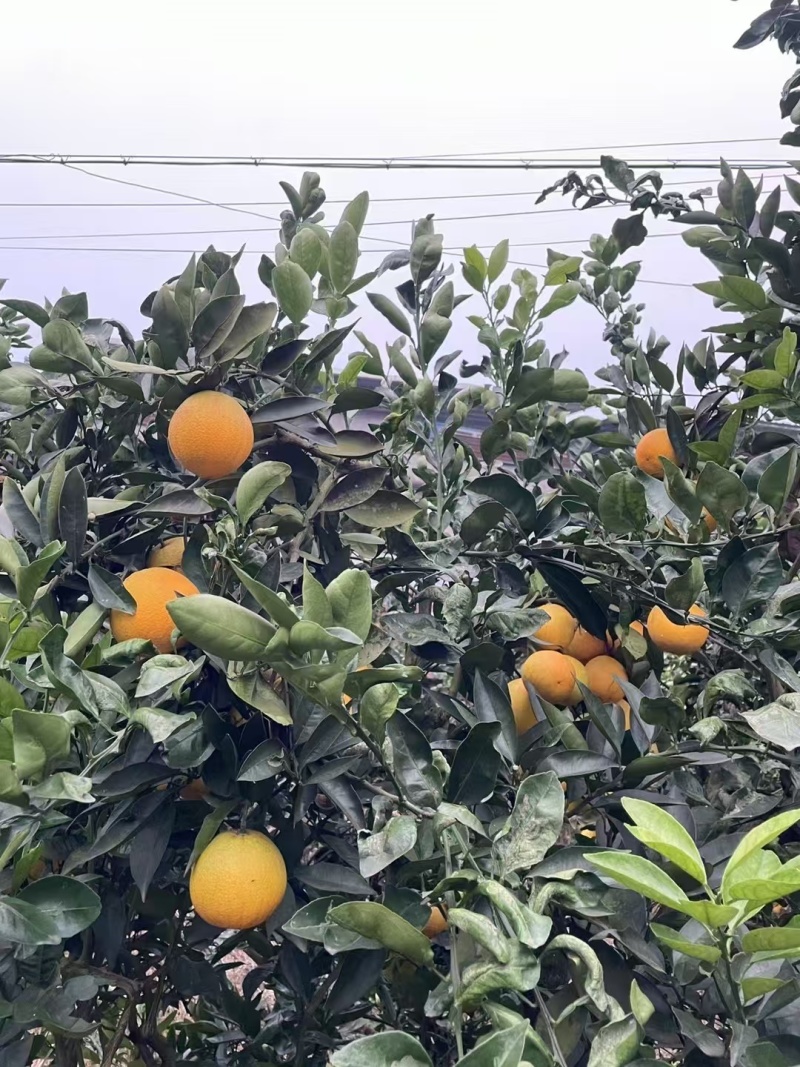 四川脐橙