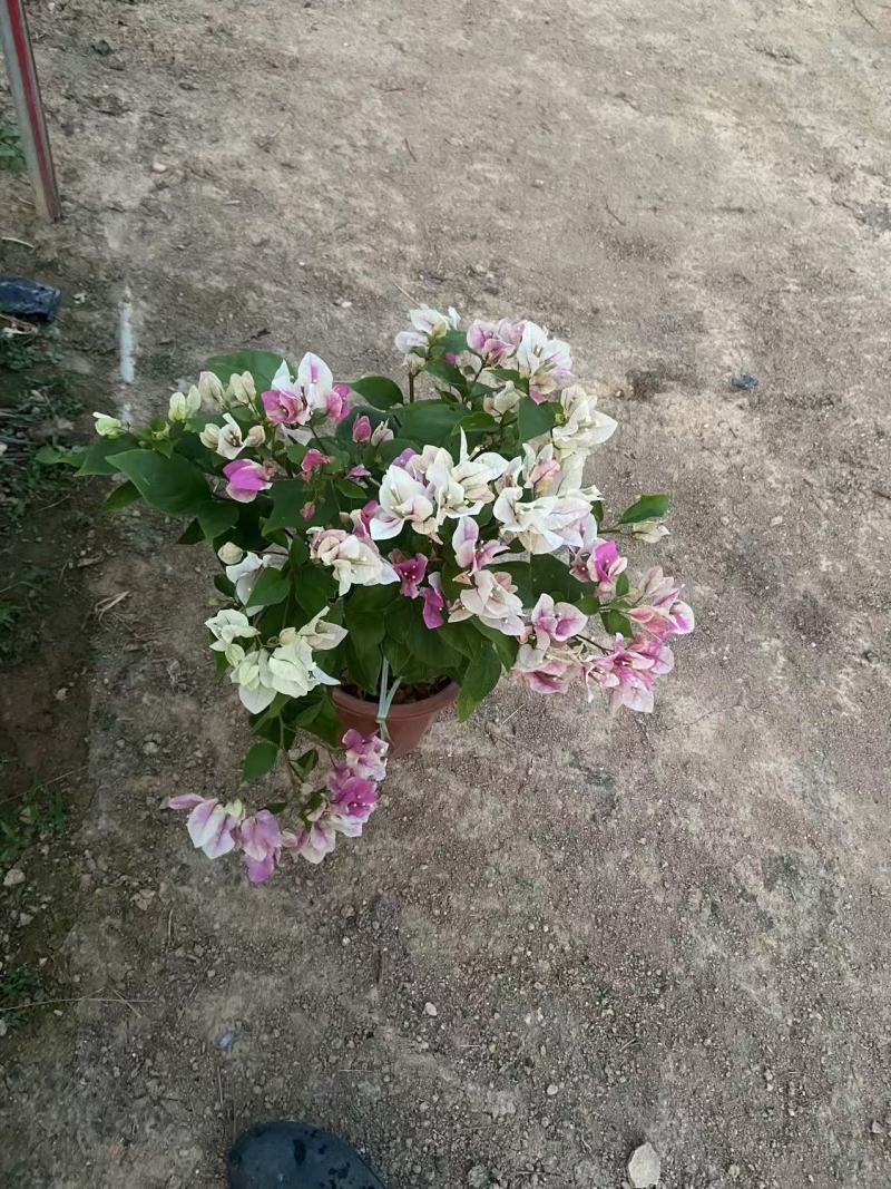 漳红樱三角梅