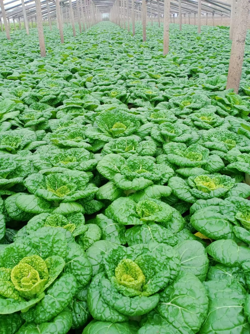 新鲜黄心菜上市