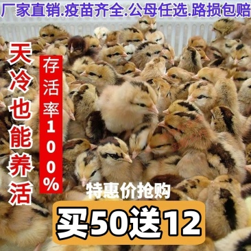 麻鸡苗货到满意付款包防疫运输买1000送100
