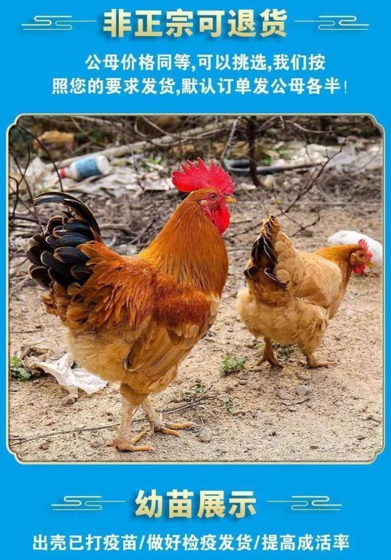 麻鸡苗货到满意付款包防疫运输买1000送100