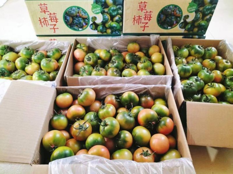 丹东铁皮柿子，草莓柿子，30多个大棚，产量高