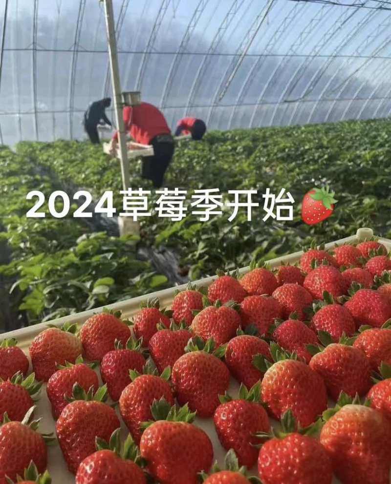 丹东久久草莓，欢迎供货商前来采购，全国发货