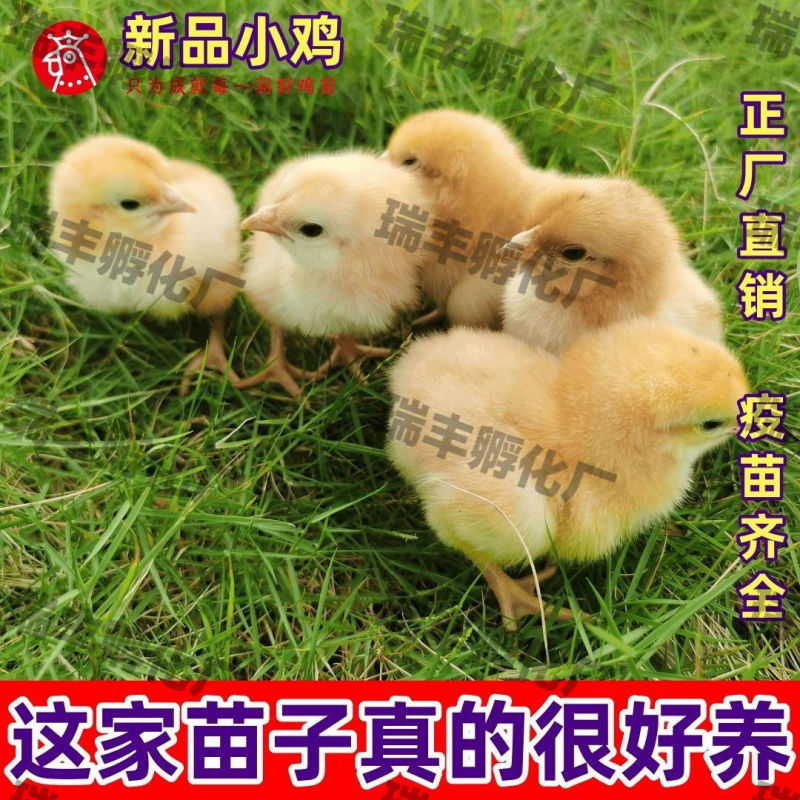 土鸡苗货到满意付款包防疫运输买1000送100