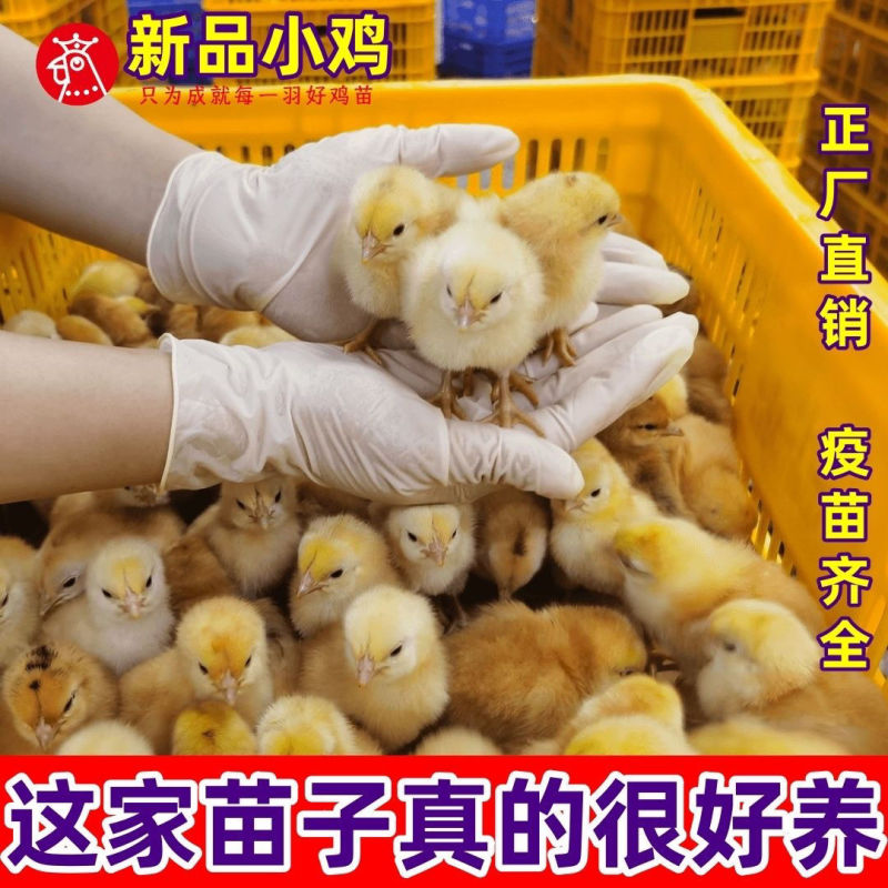 土鸡苗货到满意付款包防疫运输买1000送100