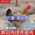 土鸡苗货到满意付款包防疫运输买1000送100