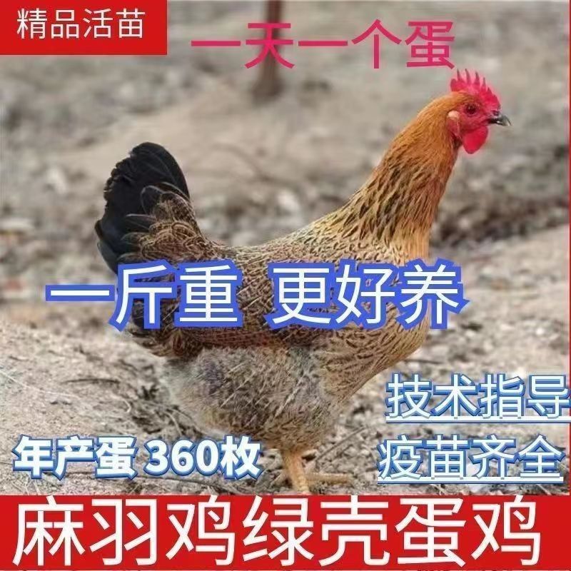 土鸡苗货到满意付款包防疫运输买1000送100