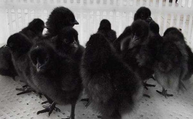 五黑鸡苗货到满意付款包防疫运输买1000送100
