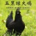 五黑鸡苗货到满意付款包防疫运输买1000送100