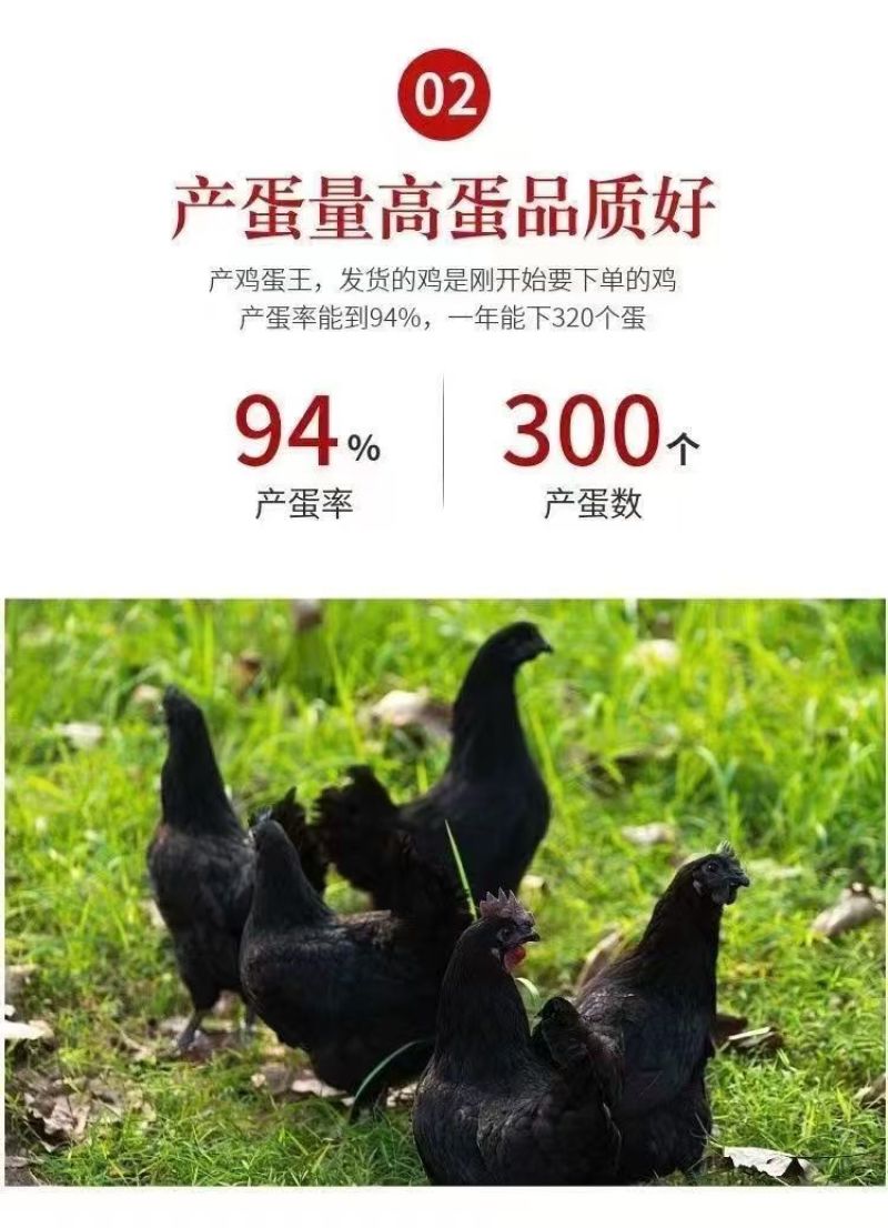 五黑鸡苗货到满意付款包防疫运输买1000送100