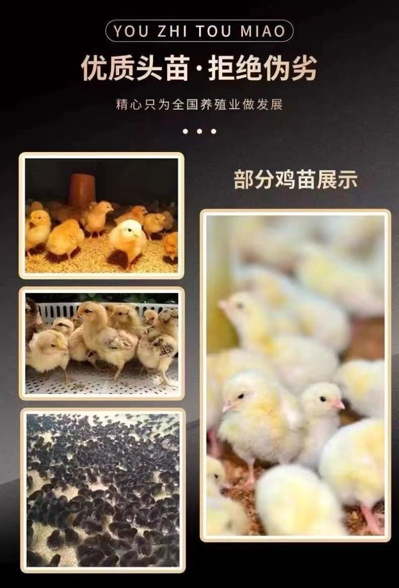 三黄鸡苗货到满意付款包防疫运输买1000送100