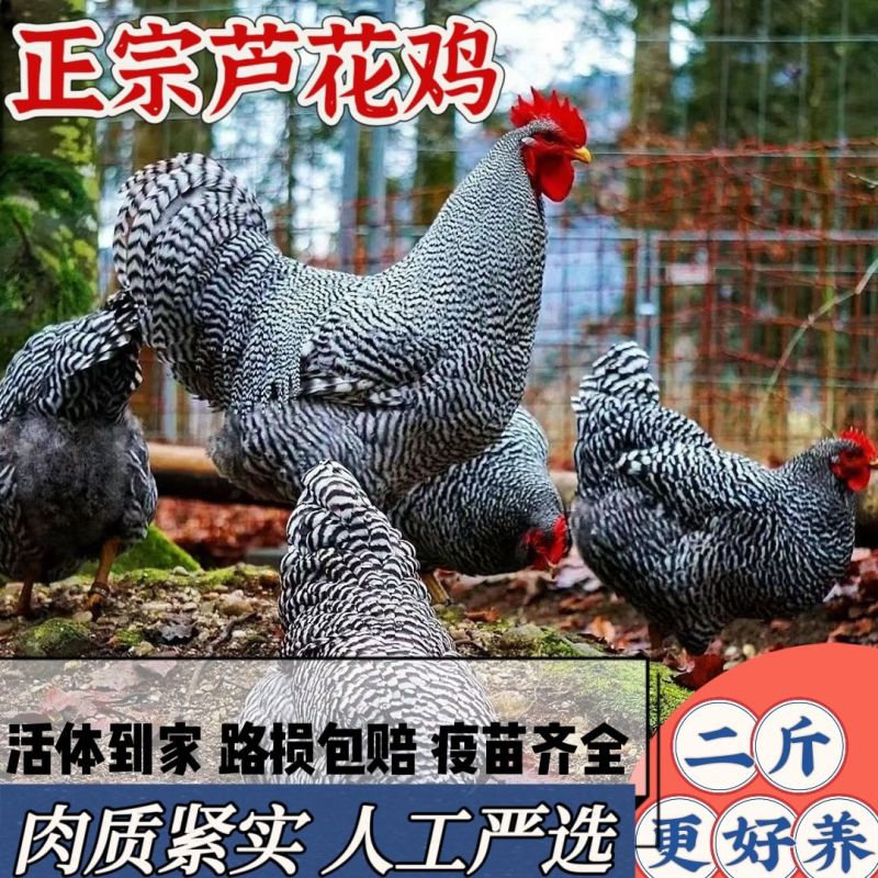 芦花鸡苗货到满意付款包防疫运输买1000送100