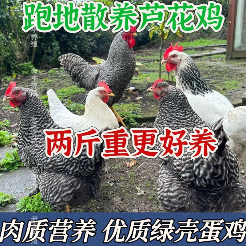芦花鸡苗货到满意付款包防疫运输买1000送100