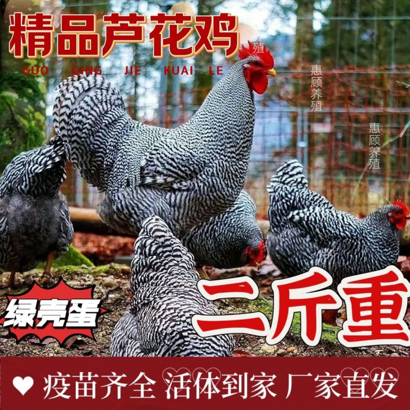 芦花鸡苗货到满意付款包防疫运输买1000送100