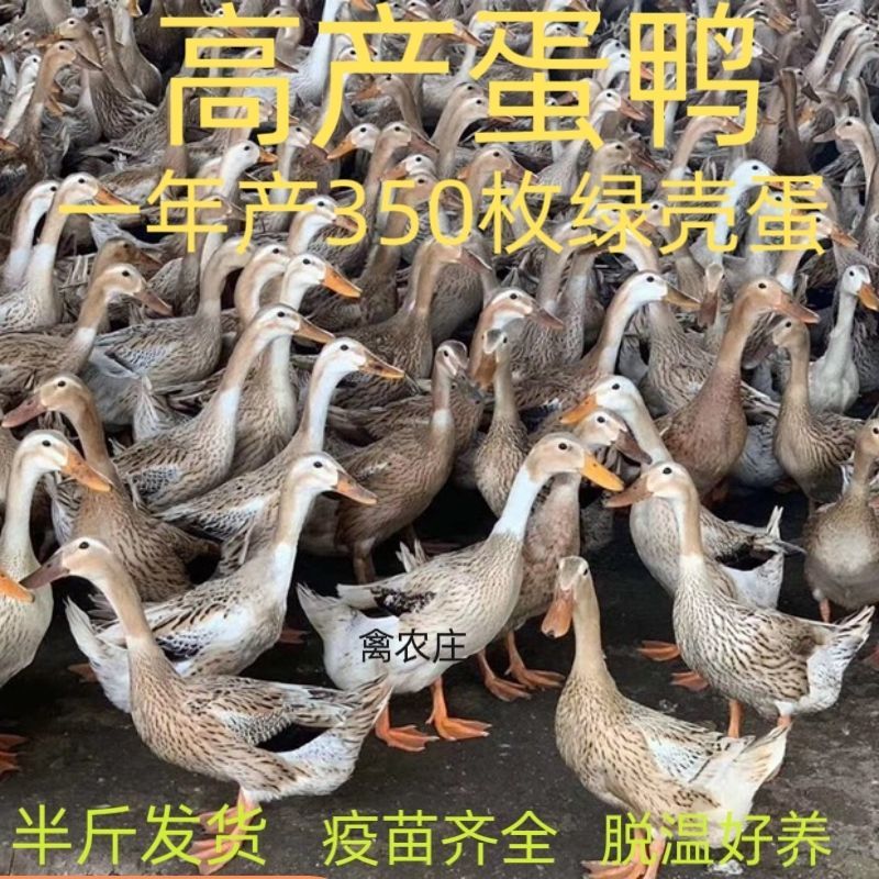 金锭鸭苗货到满意付款包防疫运输买1000送100