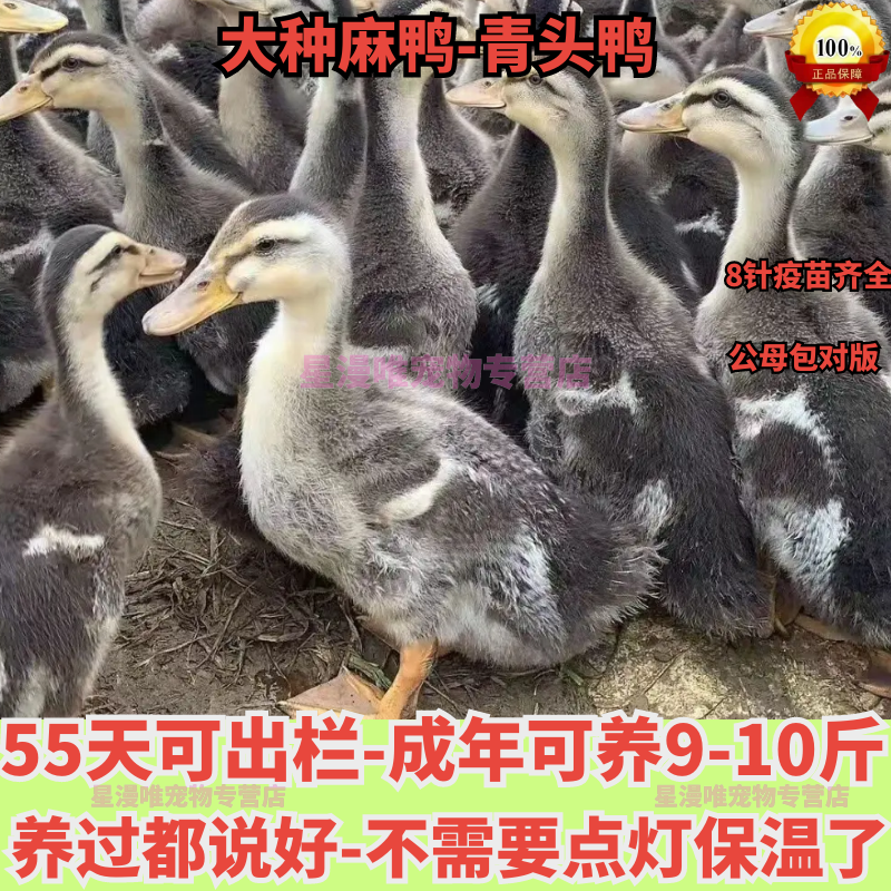 麻鸭苗货到满意付款包防疫运输买1000送100