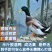 麻鸭苗货到满意付款包防疫运输买1000送100