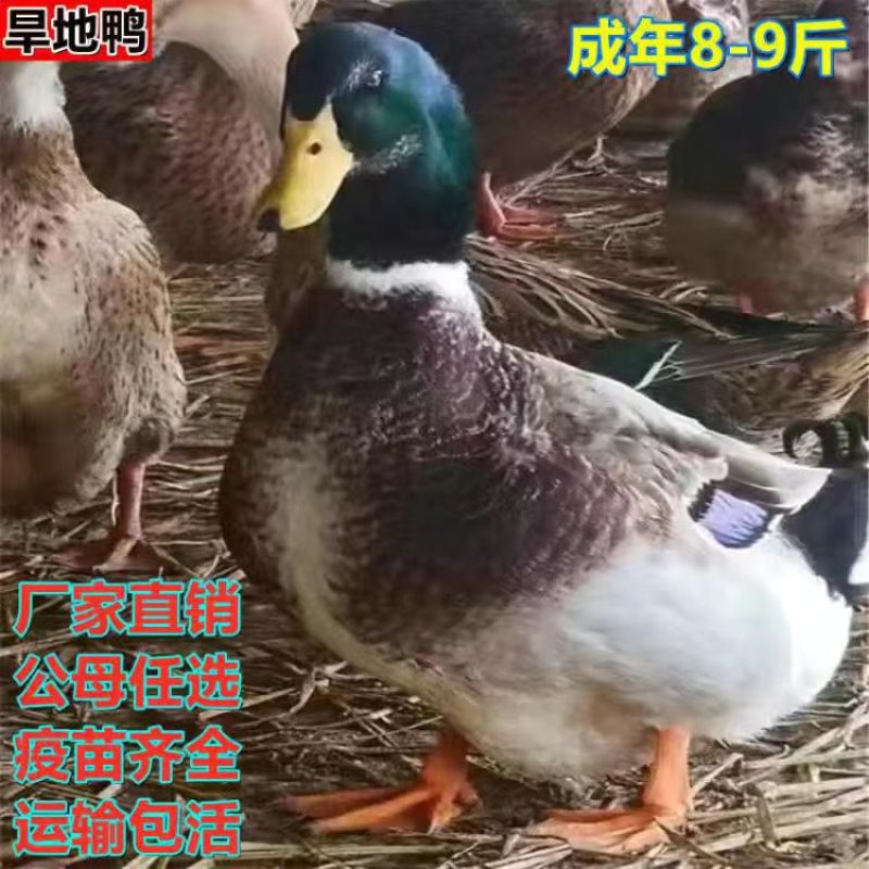 麻鸭苗货到满意付款包防疫运输买1000送100