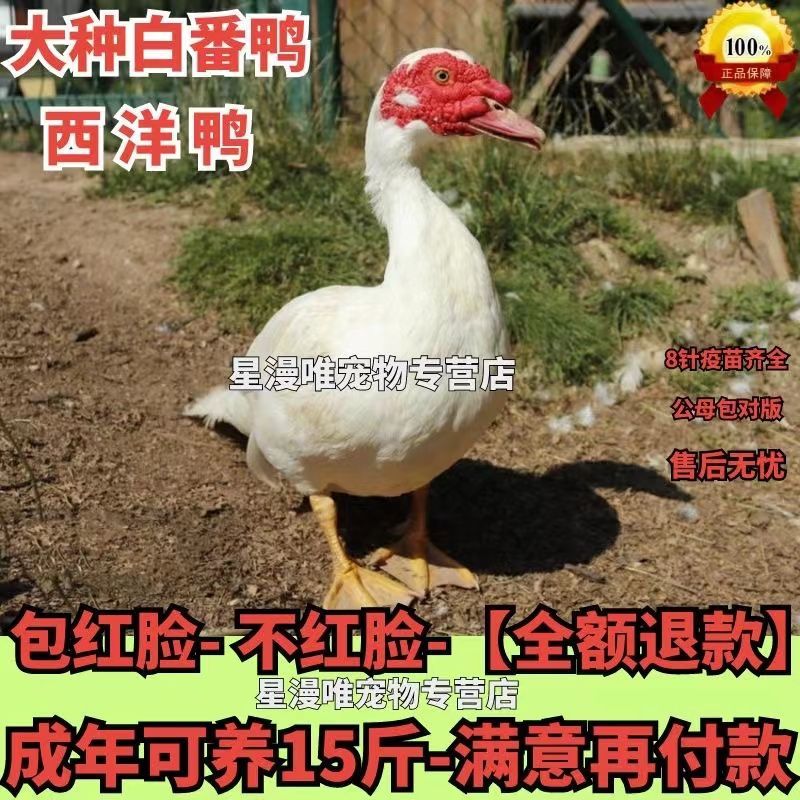 番鸭苗货到满意付款包防疫运输买1000送100