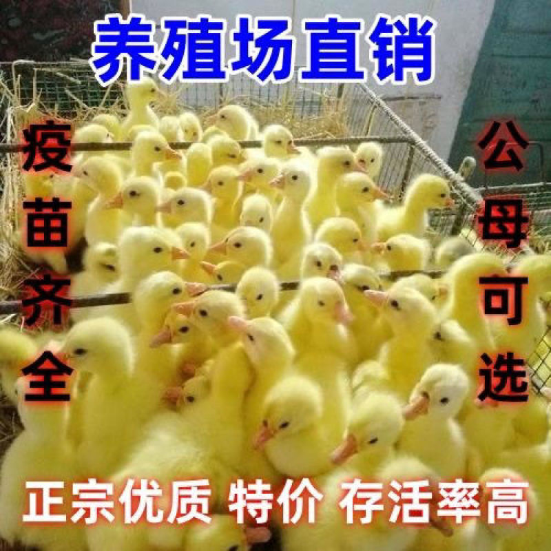 三花鹅苗货到满意付款包防疫运输买1000送100