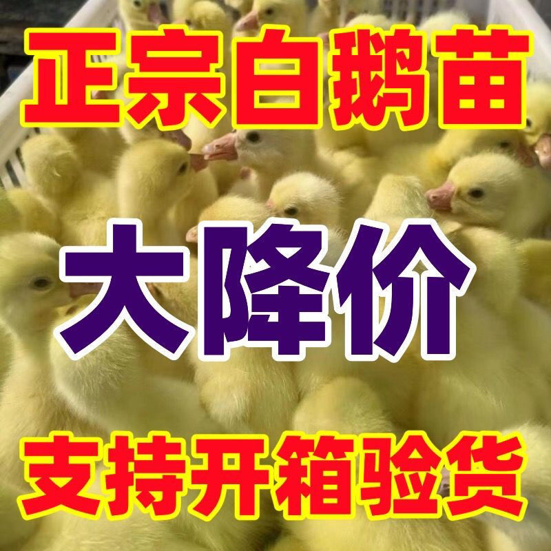 三花鹅苗货到满意付款包防疫运输买1000送100
