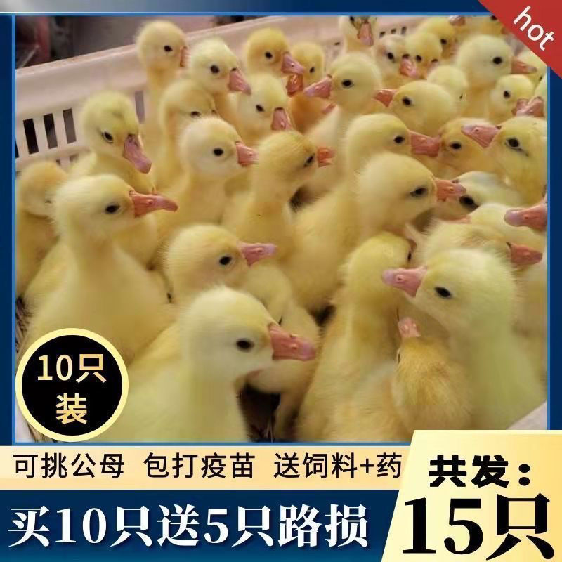 三花鹅苗货到满意付款包防疫运输买1000送100
