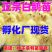 三花鹅苗货到满意付款包防疫运输买1000送100