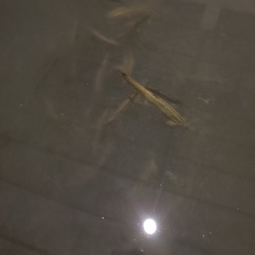 自己家养的，泥鳅