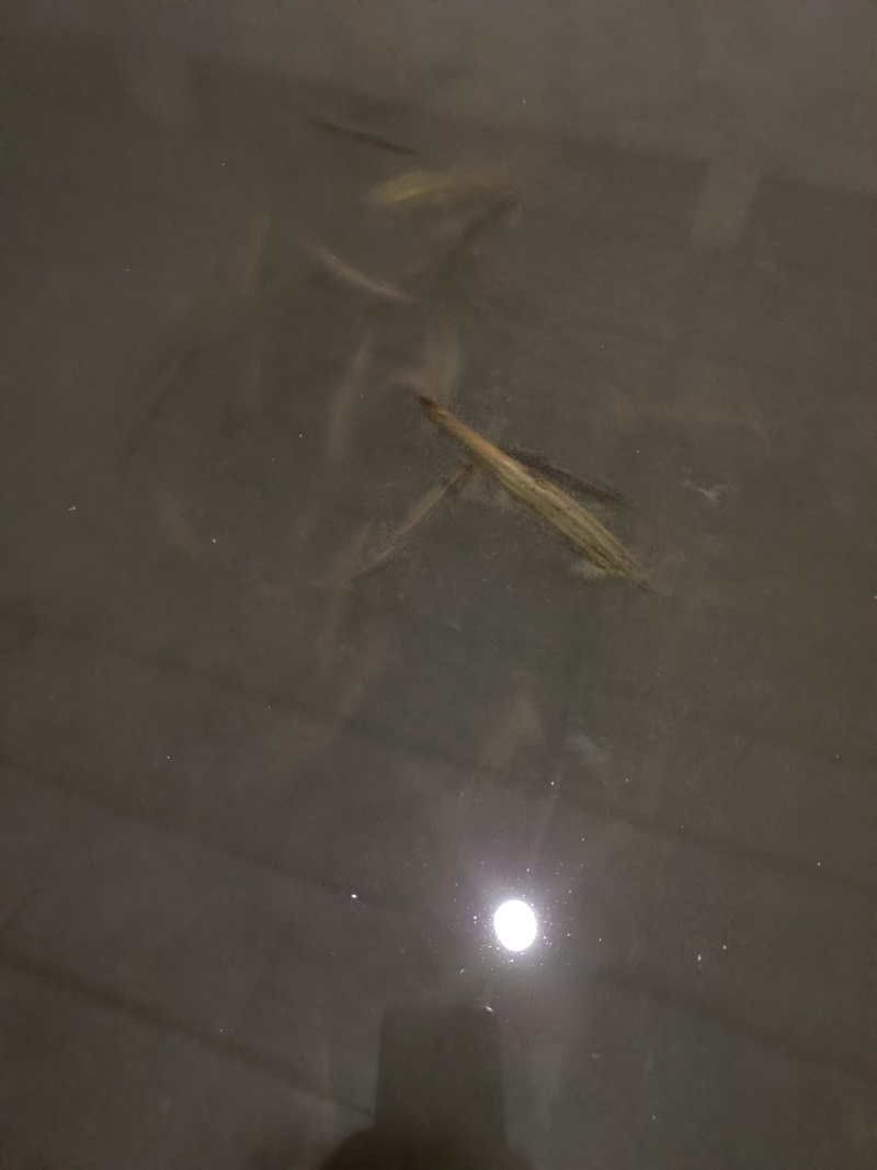 自己家养的，泥鳅