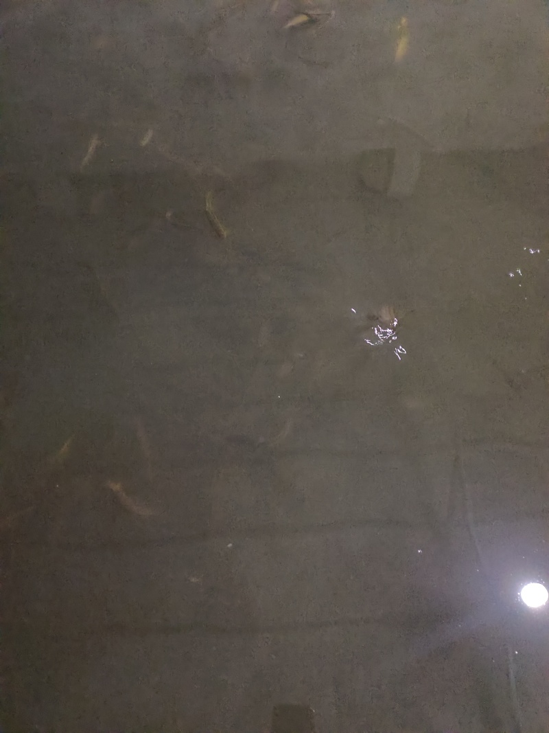 自己家养的，泥鳅