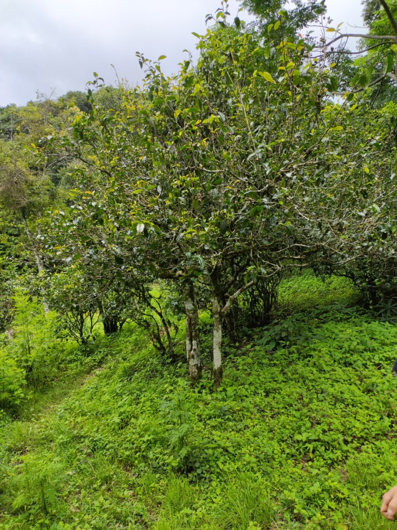 茶叶