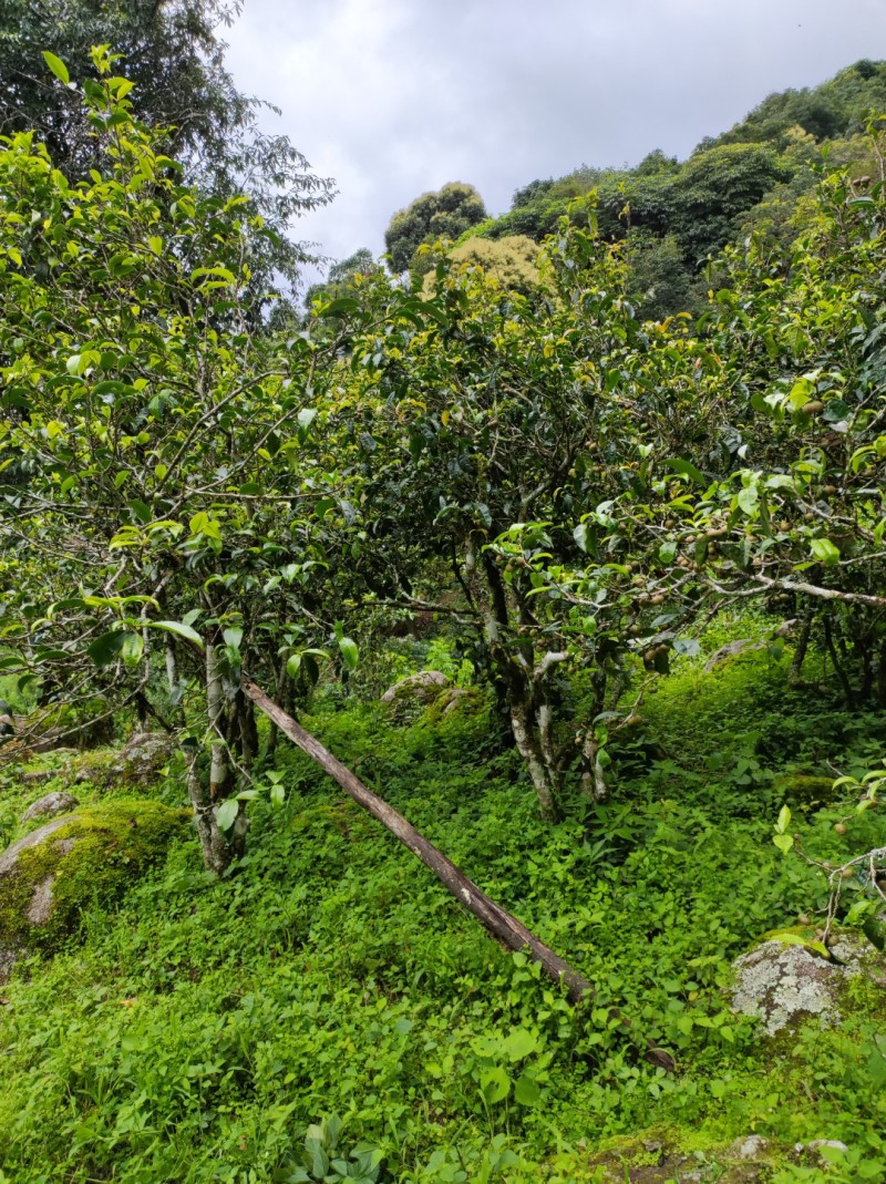 茶叶