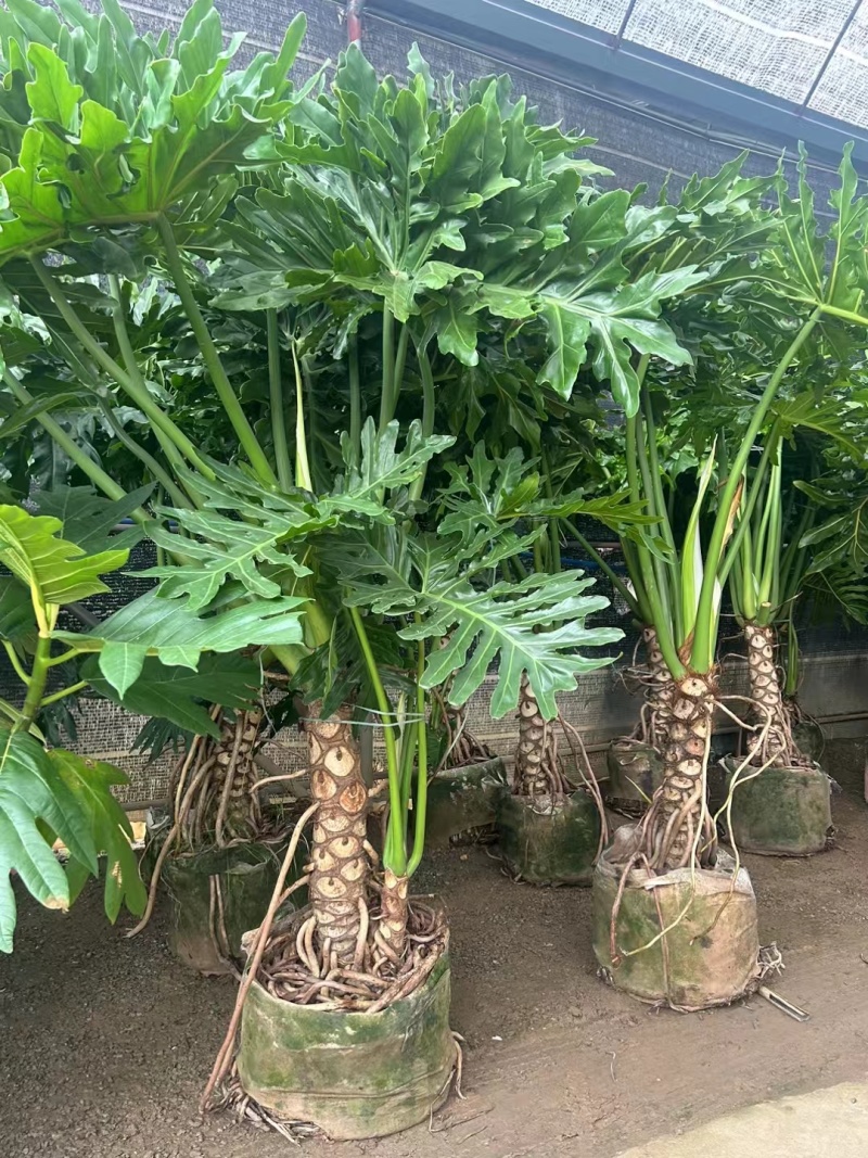 龙鳞春羽