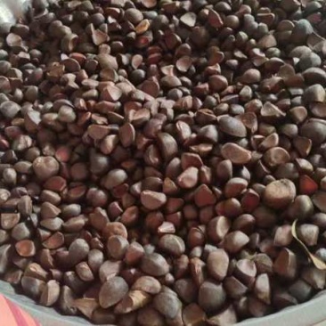 茶籽