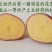 【降价冲量】2024新鲜红皮土豆高原红皮黄心洋一件代发