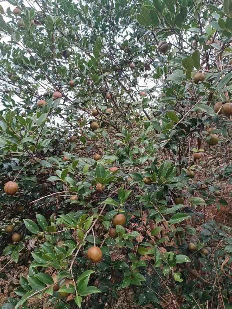 湖北农家***山茶籽油