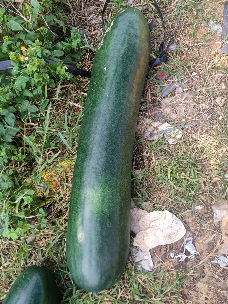 湛江青皮冬瓜