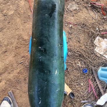 湛江青皮冬瓜