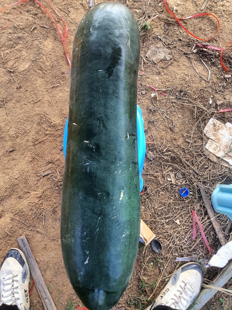 湛江青皮冬瓜
