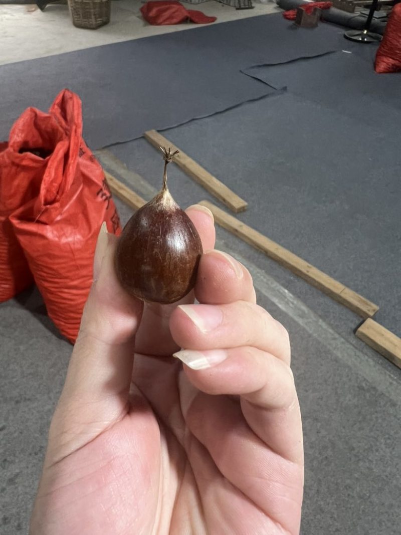 福建高山锥栗品质优良小果，中果，大果，特大果