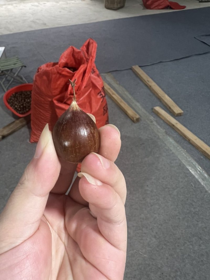 福建高山锥栗品质优良小果，中果，大果，特大果
