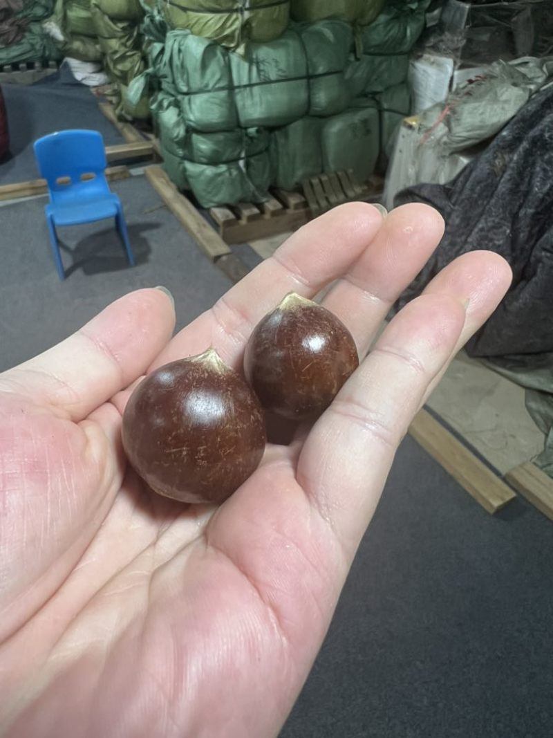 福建高山锥栗品质优良小果，中果，大果，特大果
