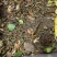 红头蜈蚣少棘蜈蚣活体优质种苗13到15公分尺寸独立包装包存活