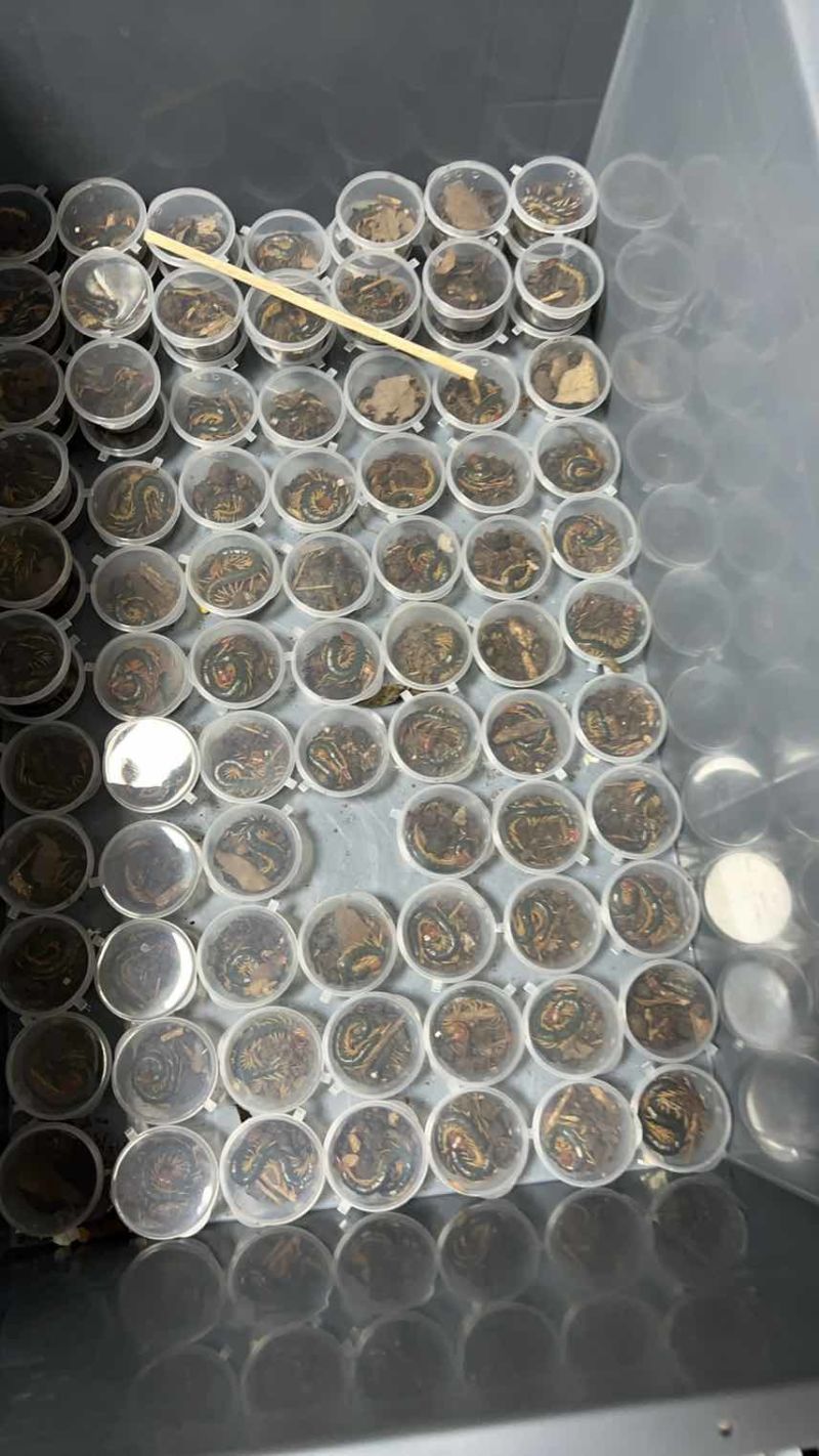 红头蜈蚣少棘蜈蚣活体优质种苗13到15公分尺寸独立包装包存活