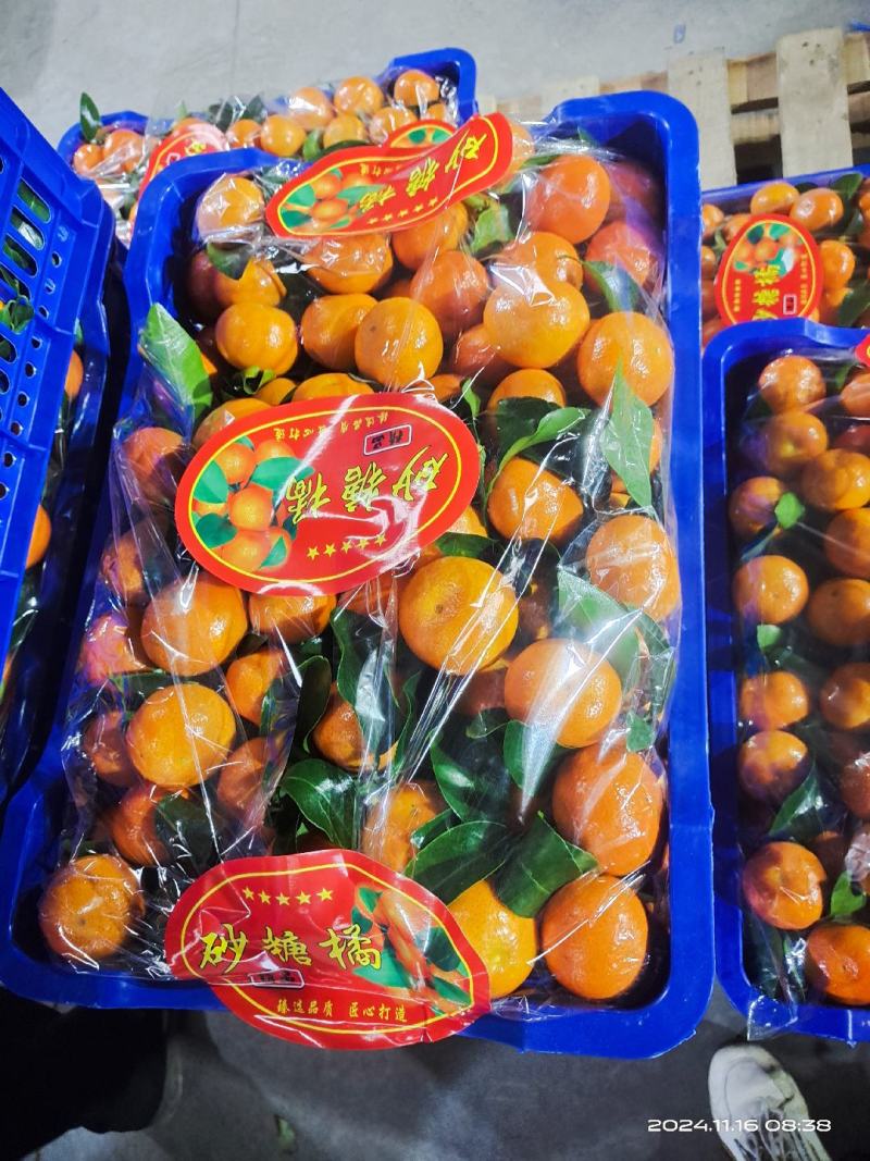 砂糖橘正在打包，准备发货