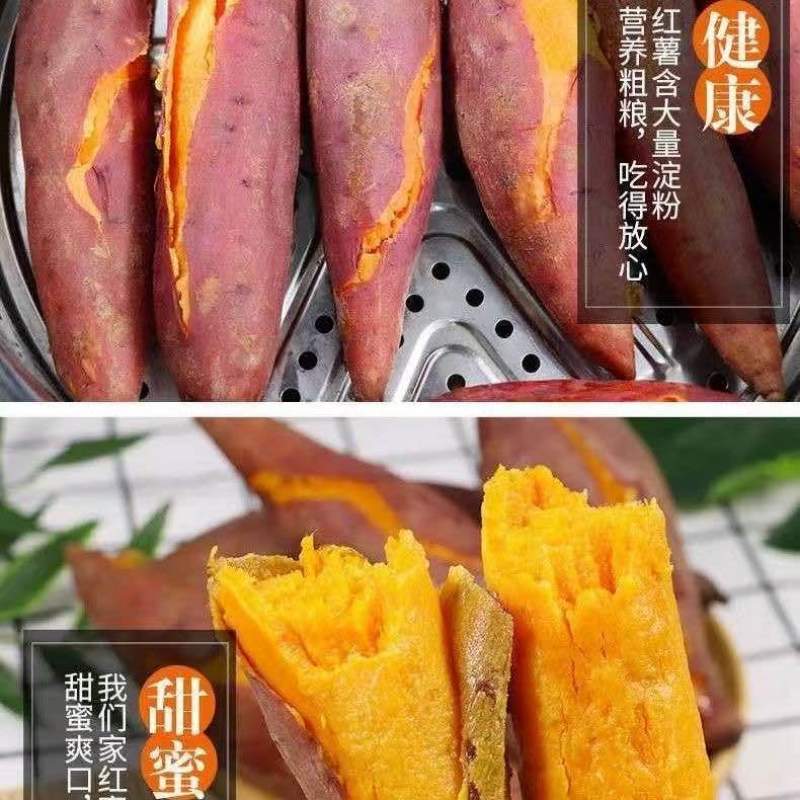 新鲜现挖黄心龙九蜜薯烤红薯地瓜软糯香甜蜜薯新鲜采摘番薯