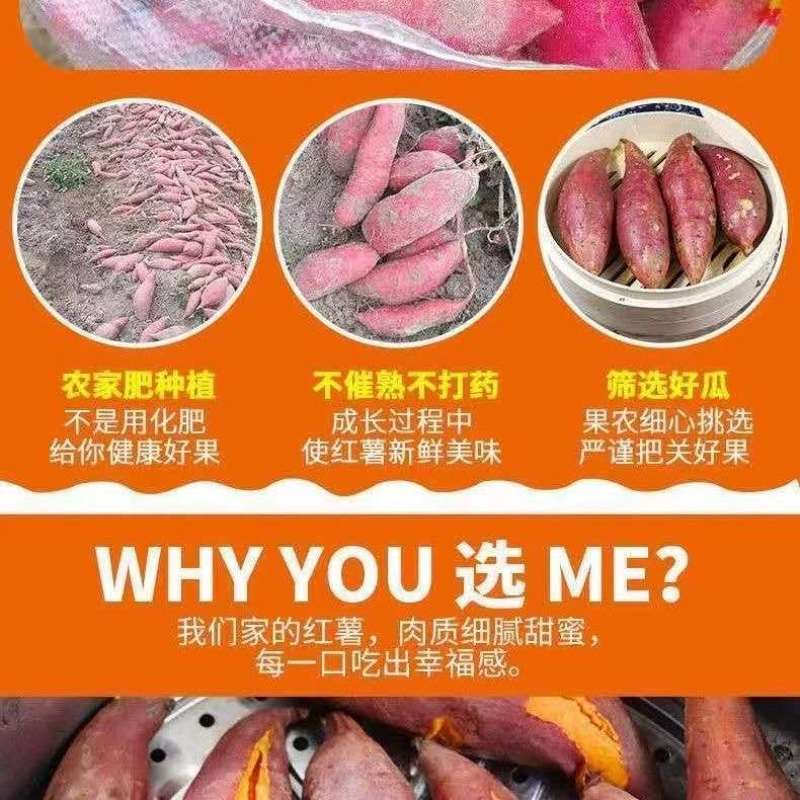 新鲜现挖黄心龙九蜜薯烤红薯地瓜软糯香甜蜜薯新鲜采摘番薯