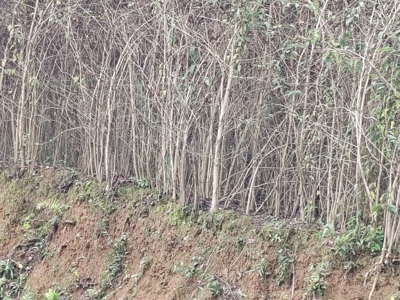 银杏苗1--5cm直径，高80-250cm货源充足