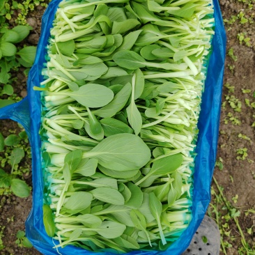 精品鸡毛菜